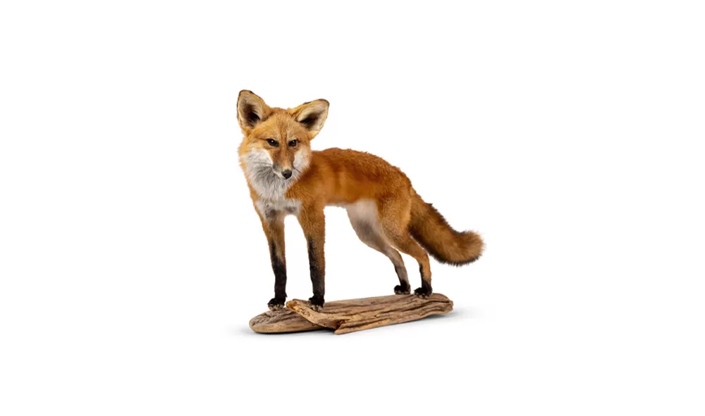 Taxidermy